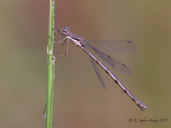 Lestes congener, female